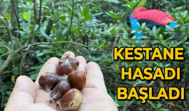 Kestane hasadı başladı: Düşük rekolte bekleniyor