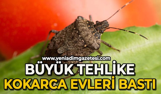 Zonguldak'ta büyük tehlike: Kokarca evleri bastı