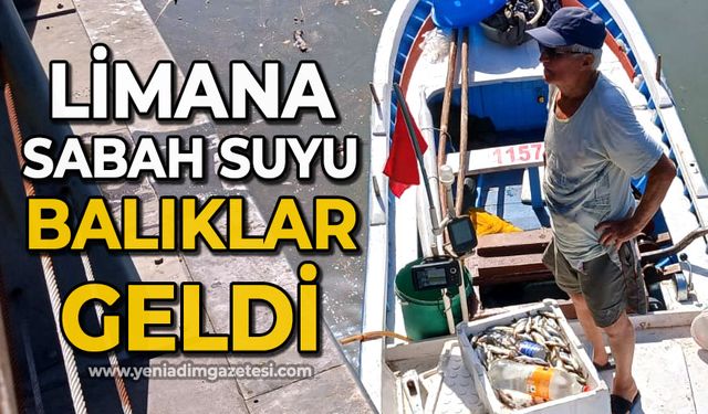 Limana sabah suyu balıklar geldi