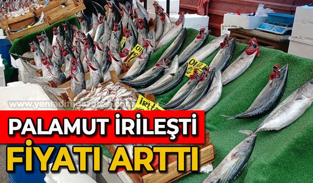 Palamut irileşti, fiyatı arttı