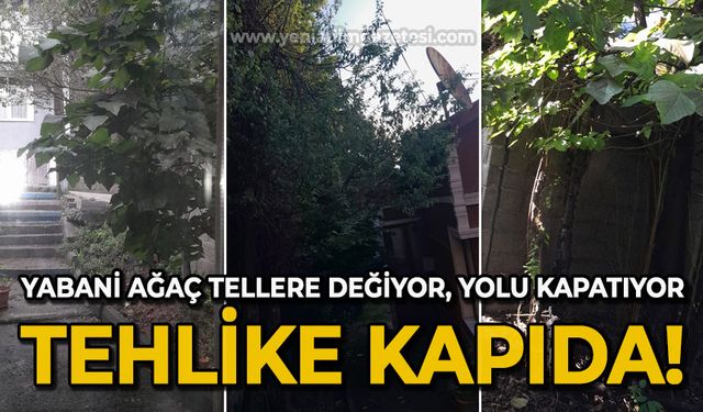 Yabani ağaç tellere değiyor, yolu kapatıyor: Tehlike kapıda!