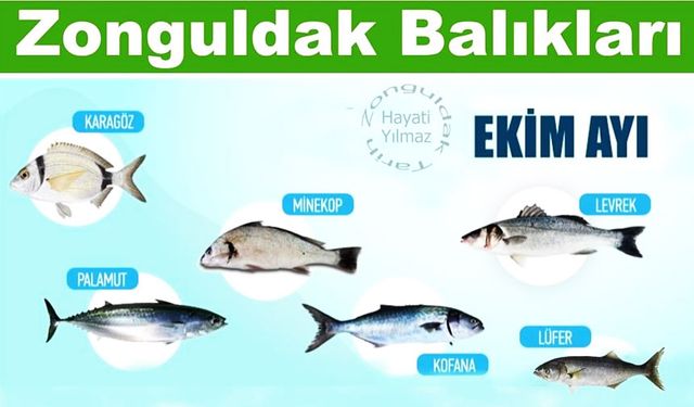 Zonguldak Balıkları