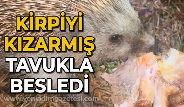 Kirpiyi kızarmış tavukla besledi