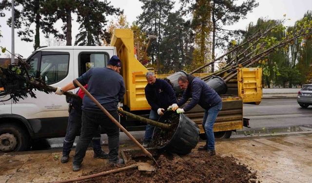 Ağaç dikim çalışması yapılıyor, geleceğe nefes bırakılıyor