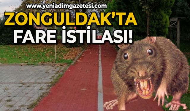 Zonguldak'ta fare istilası!