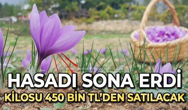 Hasadı sona eren safran 450 bin TL’den satılacak