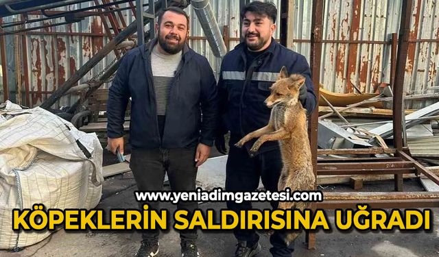 Köpeklerin saldırısına uğrayan tilkinin imdadına ekipler yetişti