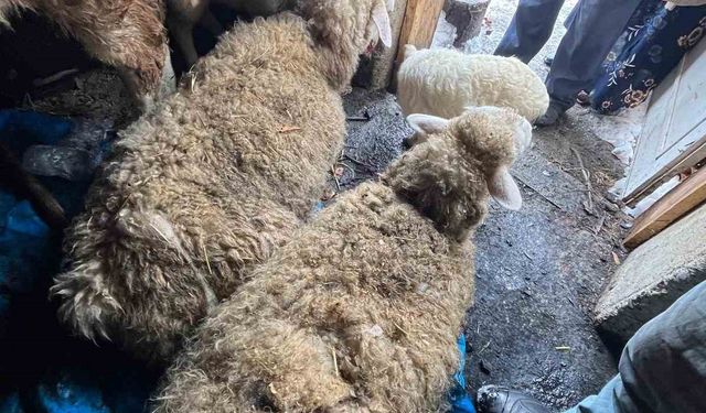 Kastamonu’da kar nedeniyle ahır çöktü, hayvanlar altında kaldı
