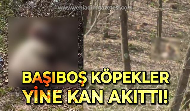 Başıboş köpekler koyunu telef etti, motosiklet sürücüsüne saldırdı
