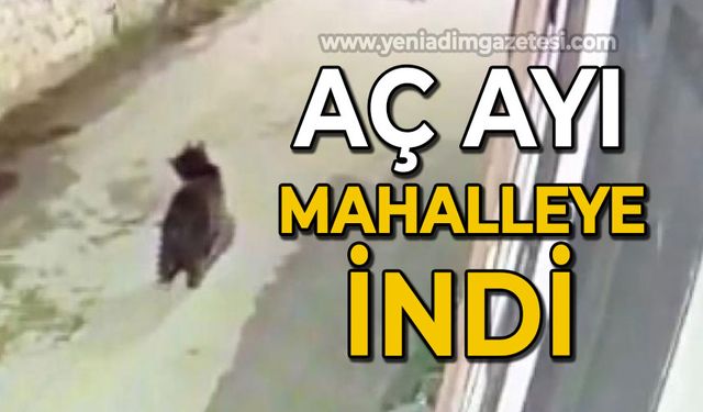 Ormanda yiyecek bulamayan ayının mahalleye indiği anlar kamerada