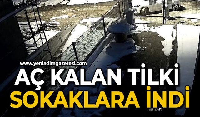 Aç kalan tilki sokaklara indi