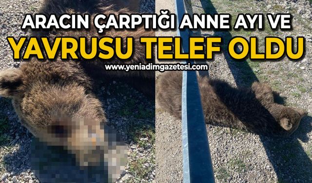 Aracın çarptığı anne ve yavru ayı telef oldu
