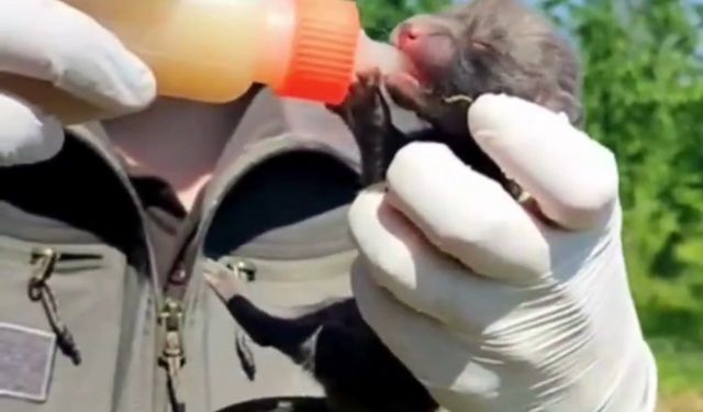 Ev inşaatı sırasında bulunan 9 yavru tilki, bakımları yapılıp doğaya salındı