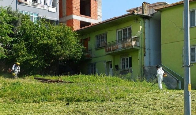 Körfez’de yabani otlarla mücadele sürüyor