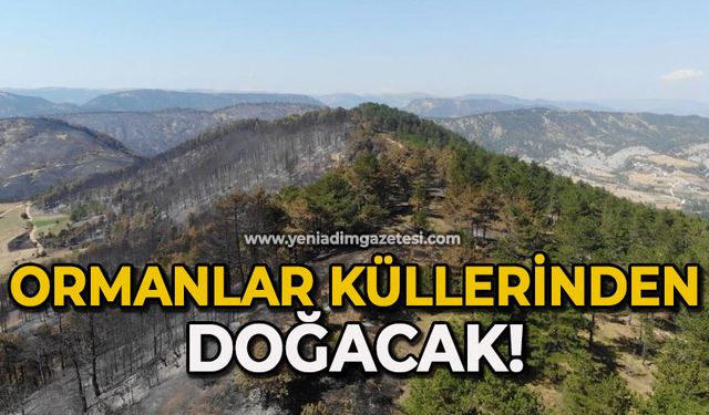 Ormanlar küllerinden doğacak: 5 milyondan fazla fidan toprakla buluşacak