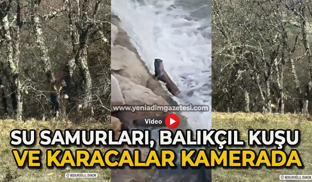 Su samurları, balıkçıl kuşu ve karacalar kamerada