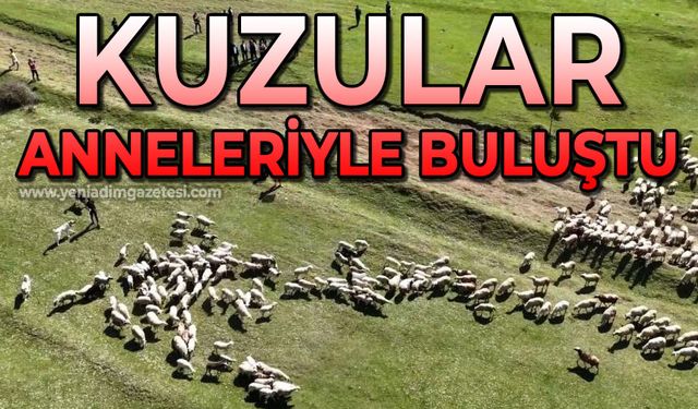 Kuzuların anneleriyle buluşması renkli görüntülere sahne oldu