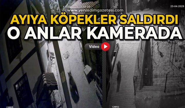 Ayıyı köpekler kovaladı: O anlar kamerada
