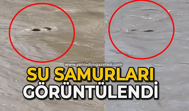 Su samurları görüntülendi