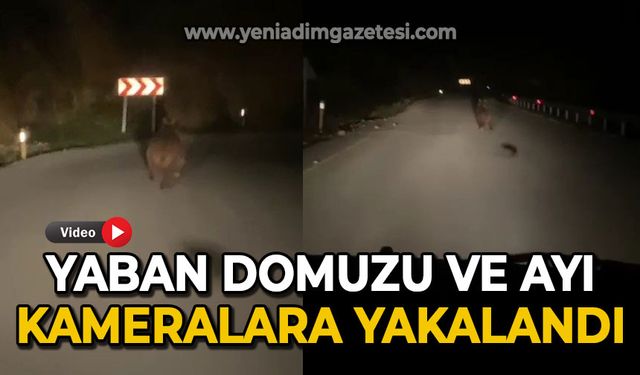 Yaban domuzu ve ayı görüntülendi