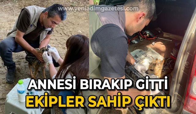 Annesinin terk ettiği yavru karacaya ekipler sahip çıktı