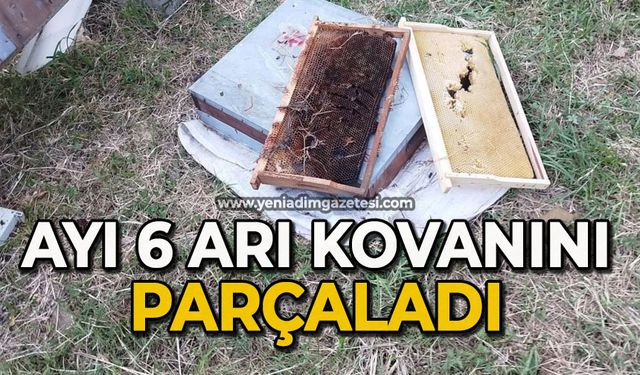 Ayı 6 arı kovanını parçaladı