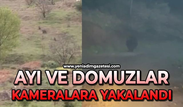 Ayılar ve domuzlar cep telefonu kamerasıyla görüntülendi