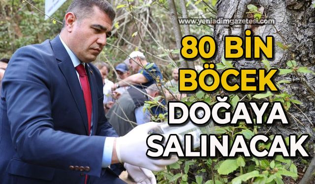80 bin adet böcek doğaya salınacak