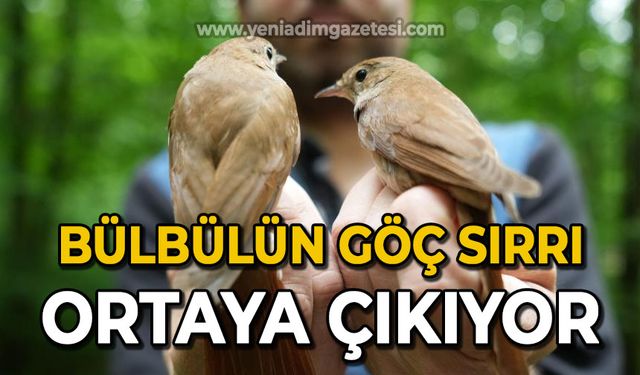 Bülbülün göç sırrı ortaya çıkıyor: "Çok ilginç veriler elde etmeye başladık"