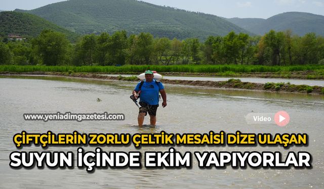 Çiftçilerin zorlu çeltik mesaisi Dize ulaşan suyun içinde ekim yapıyorlar