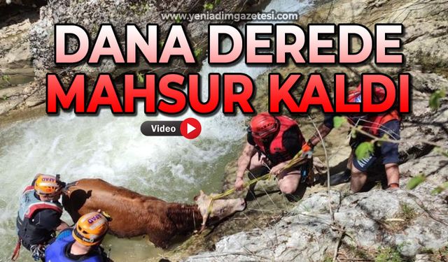 Dana derede mahsur kaldı