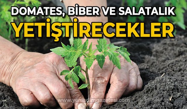 Domates, biber, salatalık yetiştirecekler