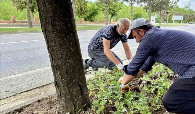 Taşköprü, 70 bin kadife çiçeğiyle renkleniyor