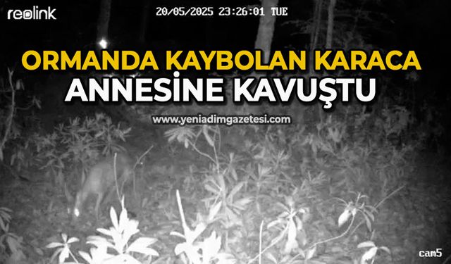 Ormanda kaybolan karaca annesine kavuştu