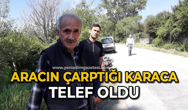 Aracın çarptığı karaca telef oldu