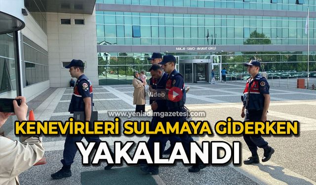 Kenevirleri sulamaya giderken yakalandı