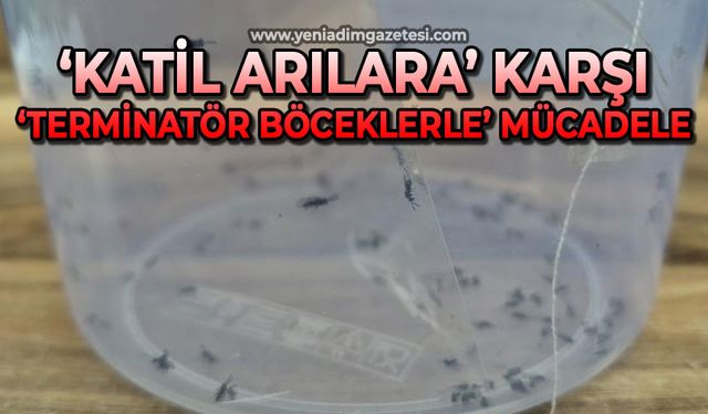 Karadeniz’de "katil arılara" karşı "terminatör böceklerle" mücadele