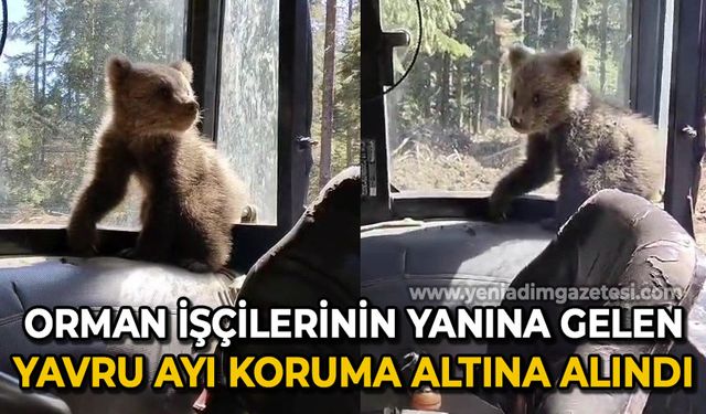 Orman işçilerinin yanına gelen yavru ayı koruma altına alındı