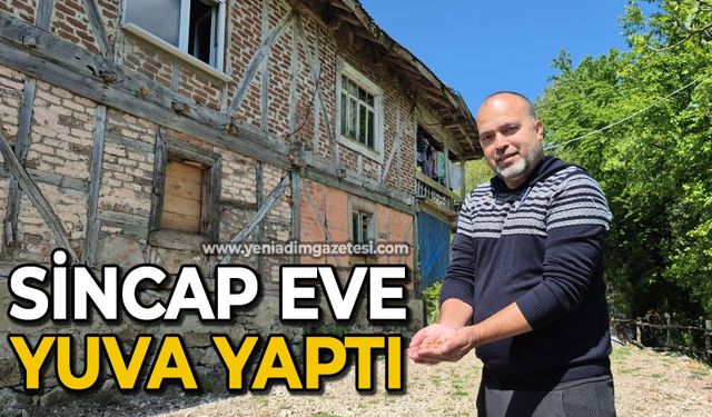 Sincap eve yuva yaptı
