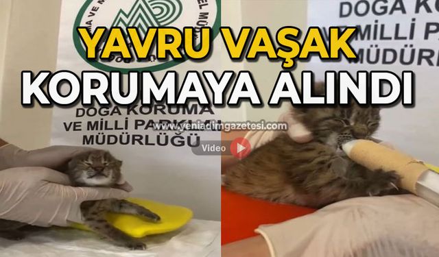 Yavru vaşak korumaya alındı