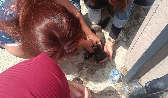 Aracın çarptığı yavru kedi, üniversite öğrencilerinin kalp masajıyla hayata döndü