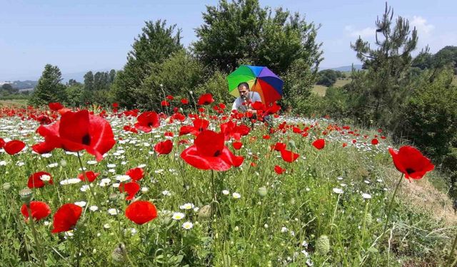 Gelincik ve papatya tarlası fotoğraf tutkunlarına görsel şölen sunuyor