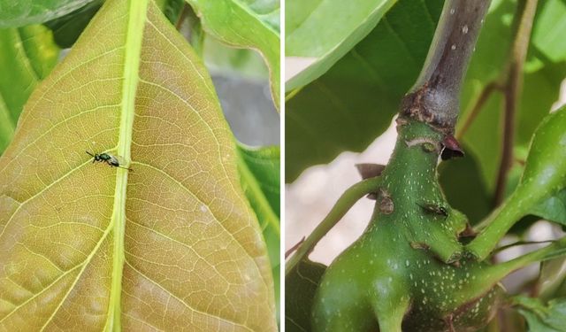 Kestane ormanları kurtarmak için mücadele sürüyor