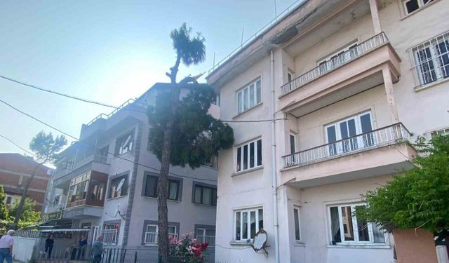 Yıkılma tehlikesi olan ağaç itfaiye ekipleri tarafından kesilecek