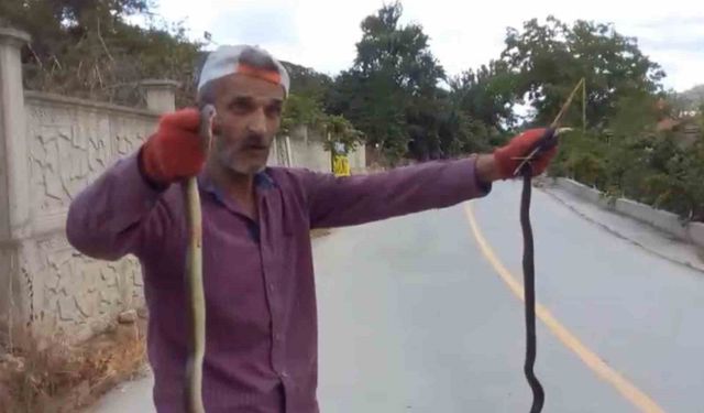 Yılanları elleriyle yakaladı
