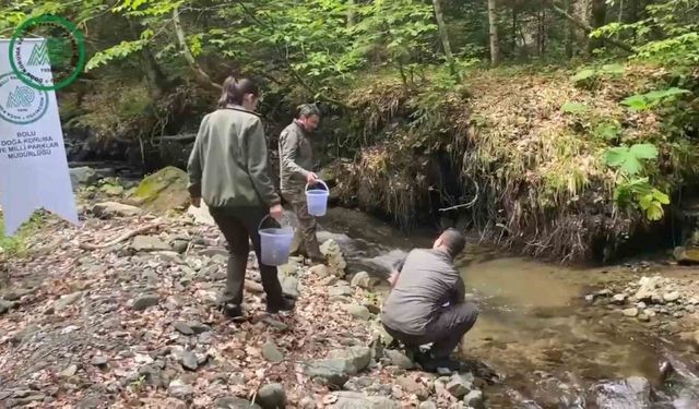 Yüzlerce alabalık derelere salındı