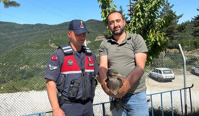 Yaralı halde bulunan karabatak ve karga yeniden doğaya salındı