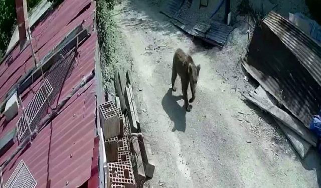 Yiyecek bulamayan ayılar mahalle ve köylere inmeye başladı