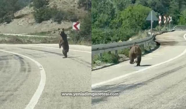 Yola çıkan ayı cep telefonuna yansıdı