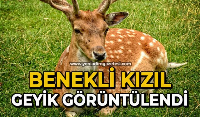Benekli kızıl geyik görüntülendi